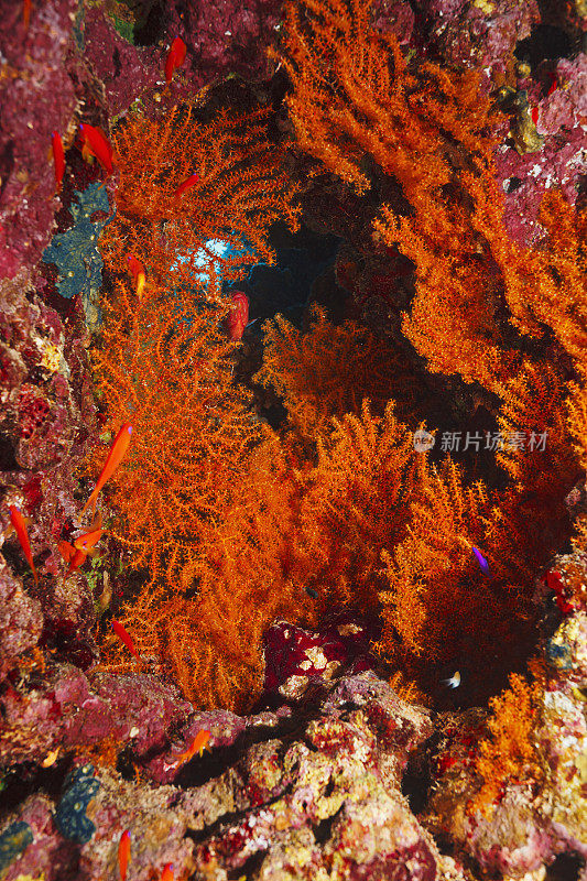 水肺潜水在水下洞穴海洋生物珊瑚礁刺alcyonarian - Dendronephthya sp.热橙软珊瑚